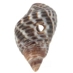 Salsedine